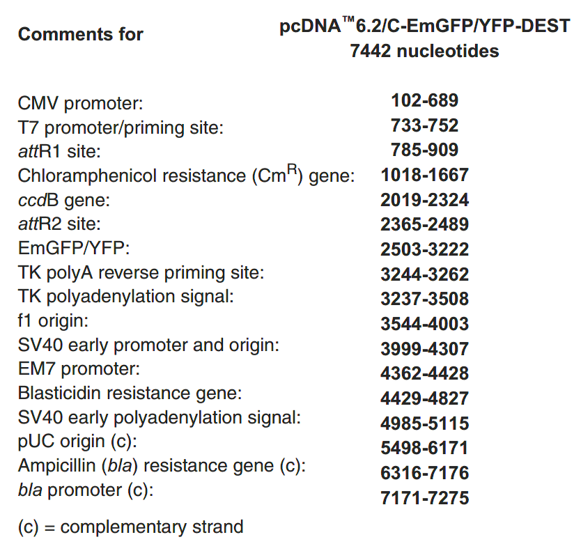 pcDNA6.2-C-YFP-DEST 特征位点